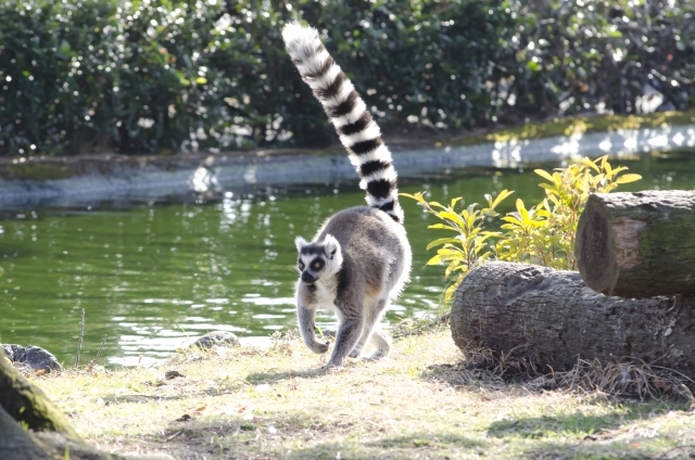 ワオキツネザルを見にマダガスカルへ海外旅行へ